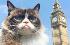 做个网红猫,揭秘猫咪界的明星之路