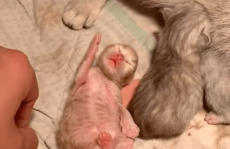 网红猫橘色,网红猫橘色的独特风采